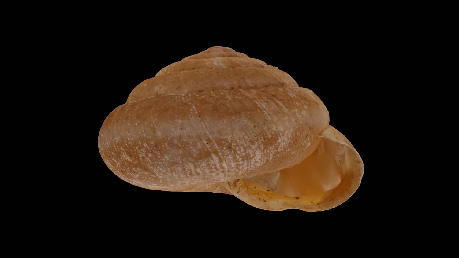 Trichia unidentata